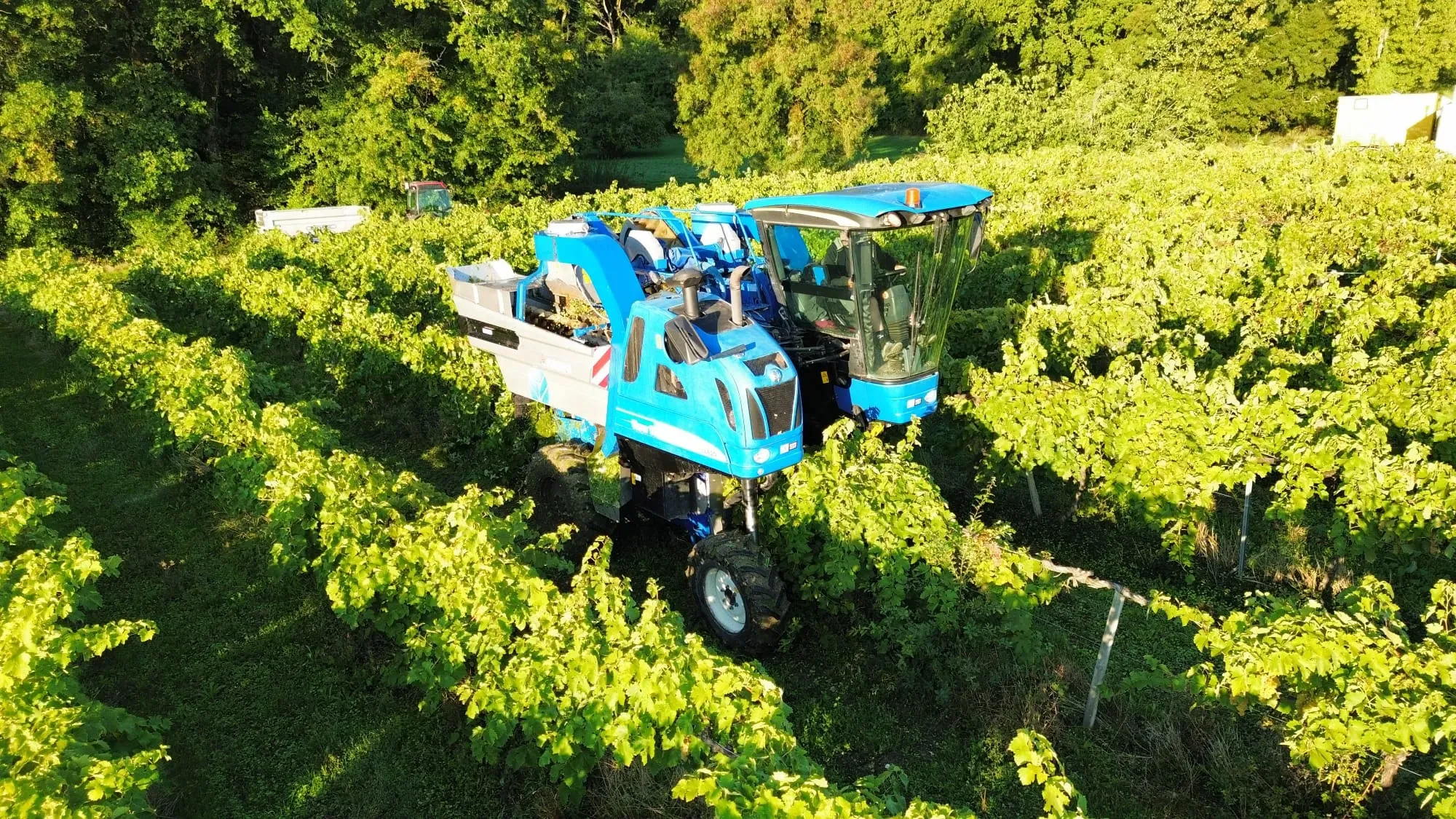 vignes